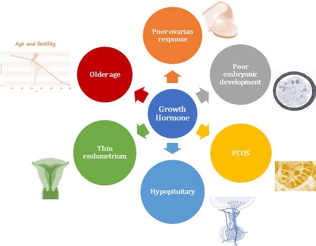 Understanding the Role of Hormones in Female Fertility